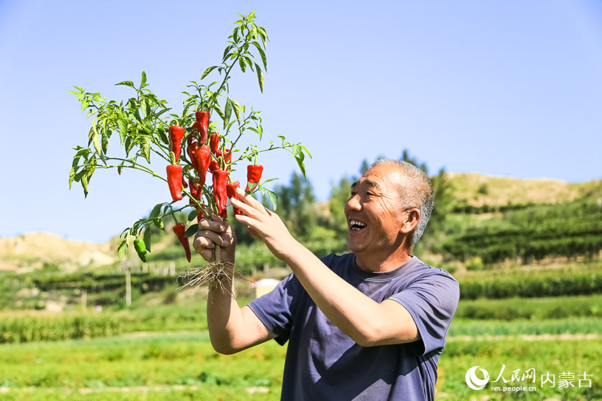 皮条沟村民看到辣椒苗上挂满了红辣椒，开心的合不拢嘴。乌力更摄