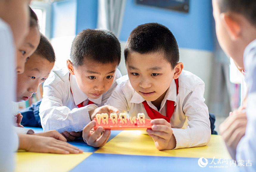 呼和浩特市玉泉区公义店小学学生在观察牙齿解剖模型。丁根厚摄