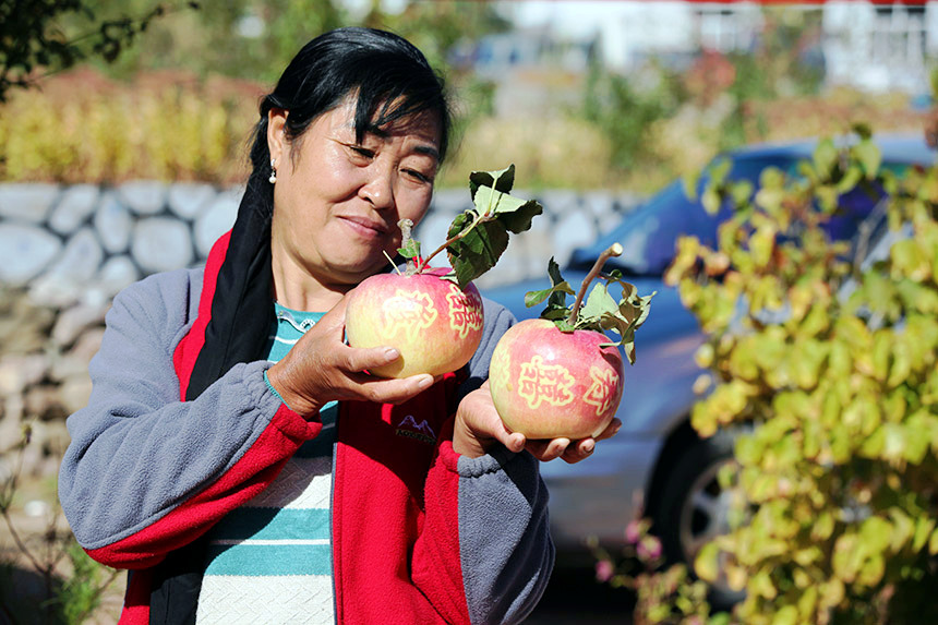 9月20日，内蒙古赤峰市宁城县五化镇，农民正在采摘苹果。李富摄