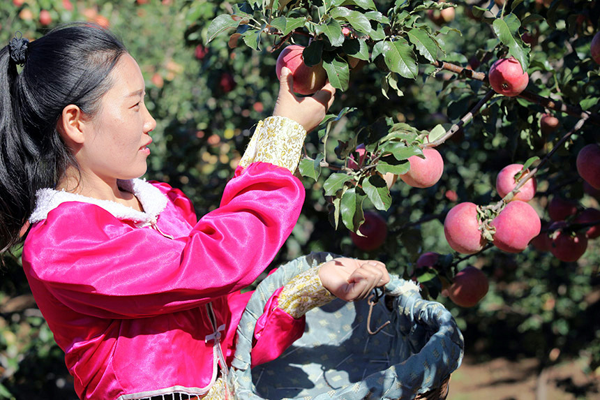 9月20日，内蒙古赤峰市宁城县五化镇，农民正在采摘苹果。李富摄