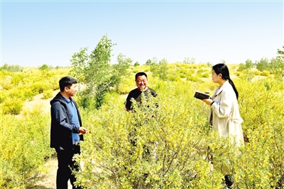 奈曼旗黄花塔拉苏木塔布歹嘎查境内，2万余亩的锦鸡儿花怒放山野，蔚为壮观。侯显峰 摄