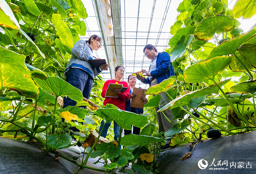 农业专家在位于呼和浩特市玉泉区的蒙萃源生态农旅示范园调查统计设施蔬菜病虫害情况。丁根厚摄