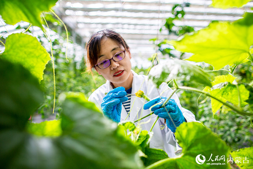 农业专家在位于呼和浩特市玉泉区的蒙萃源生态农旅示范园进行冬瓜人工授粉。丁根厚摄