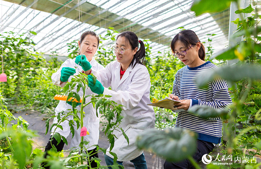 农业专家在呼和浩特市玉泉区现代农业示范园进行番茄花期调查及样本采集。丁根厚摄