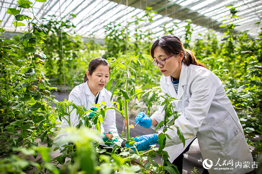 农业专家在呼和浩特市玉泉区现代农业示范园进行番茄授粉及新品种选育。丁根厚摄