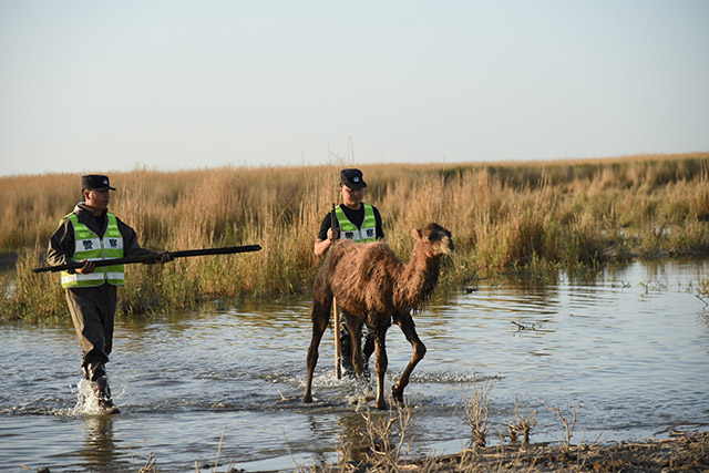 民警對被困駱駝進行救助。