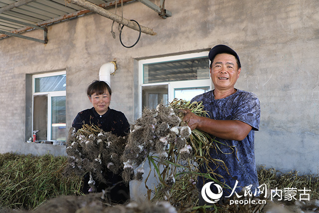 紫皮大蒜助農增收。