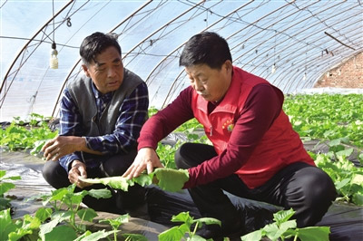 老党员、农技志愿者吉力特为农户进行技术指导。