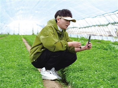 致富带头人、辣椒种植经销的行家里手赵娟以直播的方式，线上培训辣椒种植户。胡建华 摄
