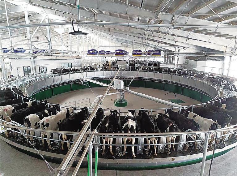 孪井滩示范区奶牛养殖场转盘式挤奶机正式投入使用。