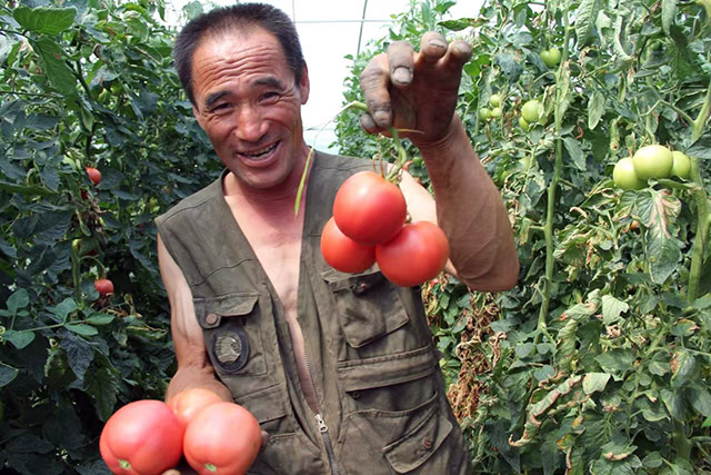 喀喇沁旗王爷府镇的番茄喜获丰收。刘浩然摄