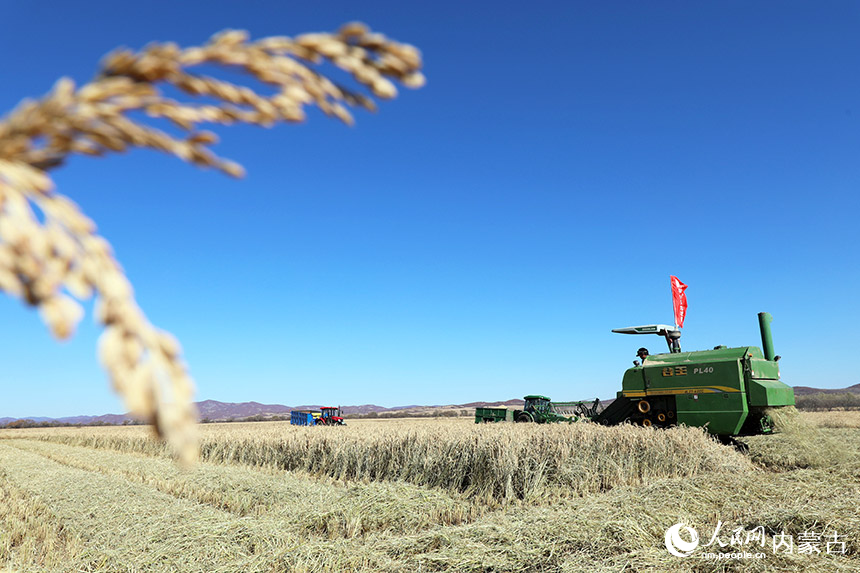 10月13日，农场职工驾驶收割机在呼伦贝尔农垦扎兰屯农牧场田间收割水稻。