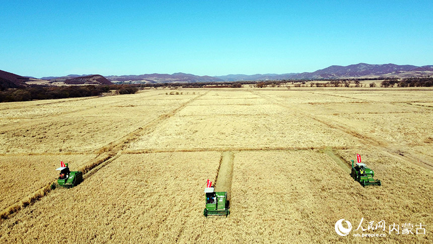 10月13日，农场职工驾驶收割机在内蒙古自治区呼伦贝尔农垦扎兰屯农牧场田间收割水稻。