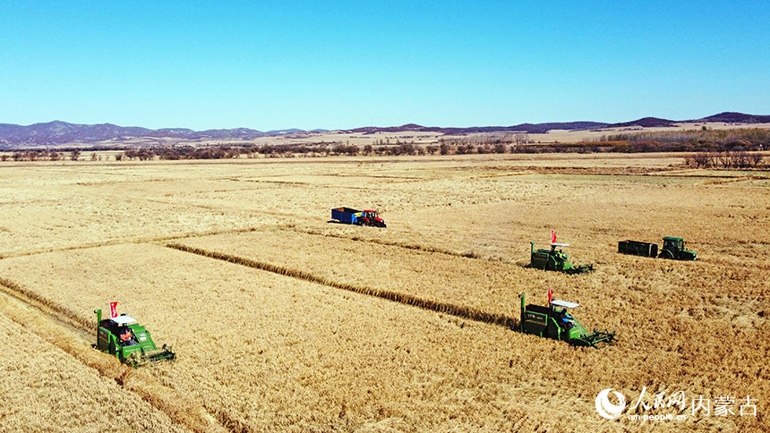 10月13日，農場職工駕駛收割機在內蒙古自治區呼倫貝爾農墾扎蘭屯農牧場田間收割水稻。