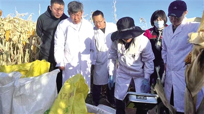專家現場測產。 孟來 攝
