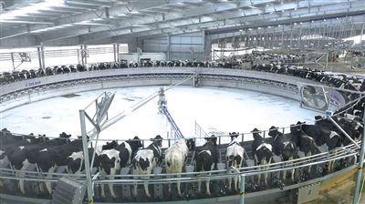海高农牧业开发有限公司挤奶大厅。