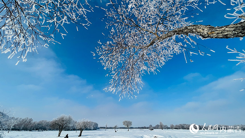 洁白晶莹的霜花缀满枝头，在蓝天下更显纯洁。李强摄