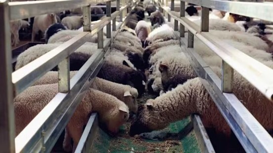 標准化羊棚