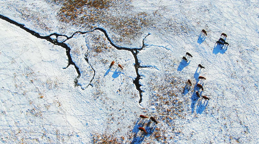 內蒙古：千裡杭蓋草原 鋪展冰雪畫卷