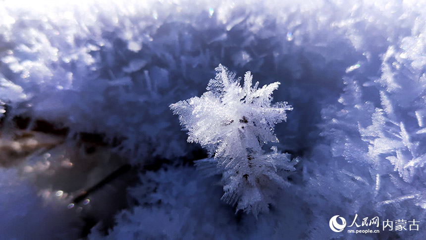 花开寒冬。于雪梅摄