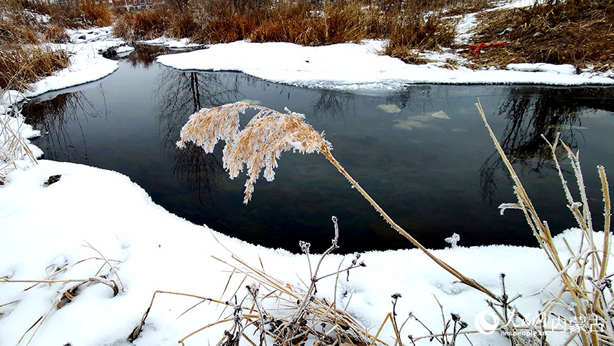 水映苇花。于雪梅摄