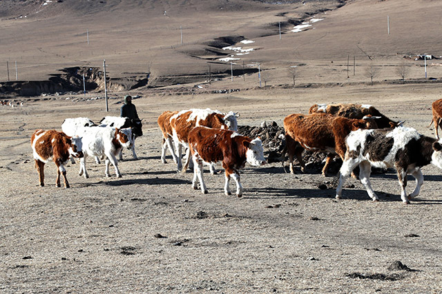 12月30日，在赤峰市巴林左旗乌兰达坝苏木拍摄的冬季牧场。李富摄