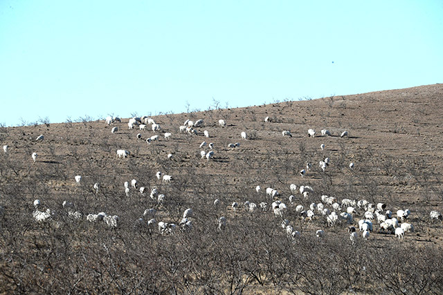 12月30日，在赤峰市巴林左旗乌兰达坝苏木拍摄的冬季牧场。李富摄