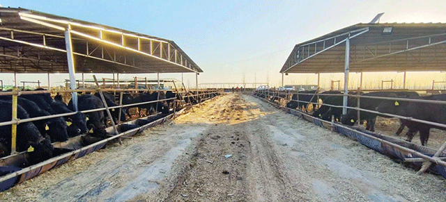 魏家峁镇牧光互补肉牛养殖基地安格斯肉牛。贺润摄