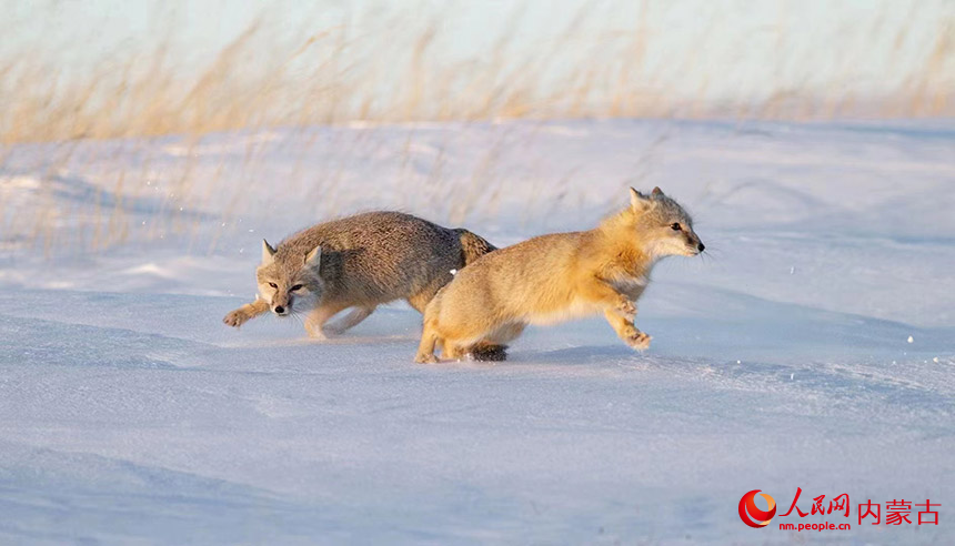 沙狐在雪中嬉戲。小剛攝