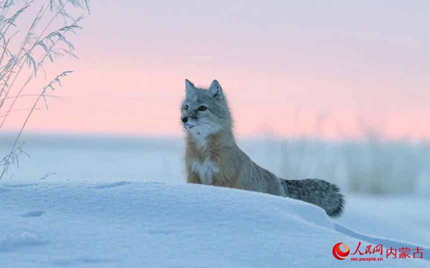 沙狐在雪中嬉戲。小剛攝