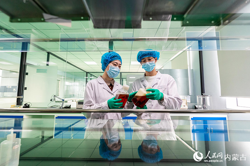 2月8日，在呼和浩特市玉泉区的内蒙古金源康生物工程有限公司实验室，检验人员在核查比对新生牛血清样品。丁根厚摄