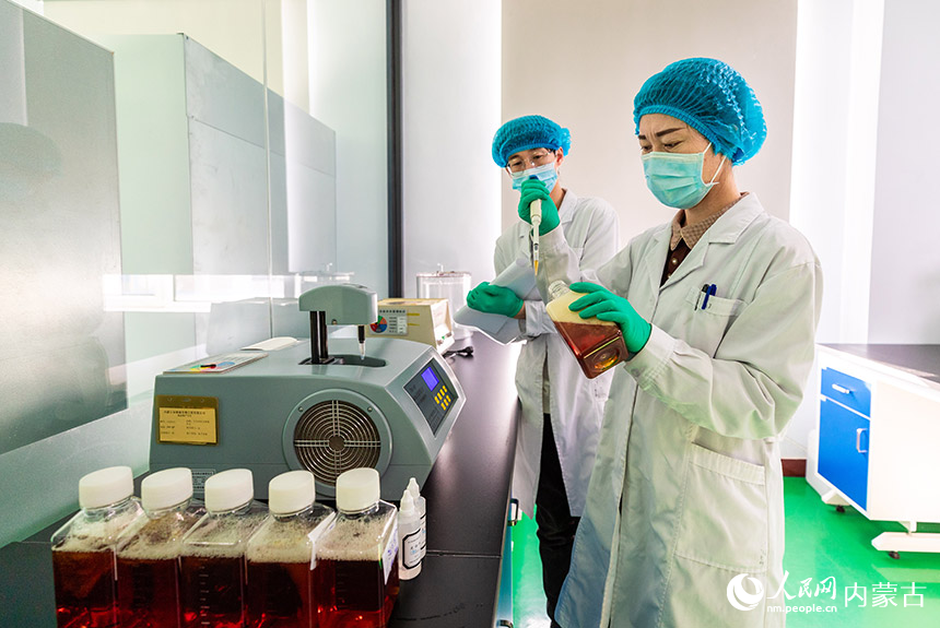 2月8日，在呼和浩特市玉泉区的内蒙古金源康生物工程有限公司实验室，检测员在检测新生牛血清的渗透压摩尔浓度。丁根厚摄