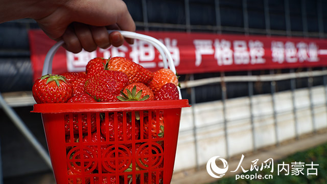 市民采摘草莓。实习生 高泽宇摄