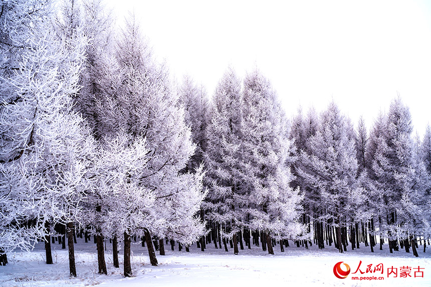 2月15日，在内蒙古赤峰市克什克腾旗乌兰布统草原拍摄的雾凇。