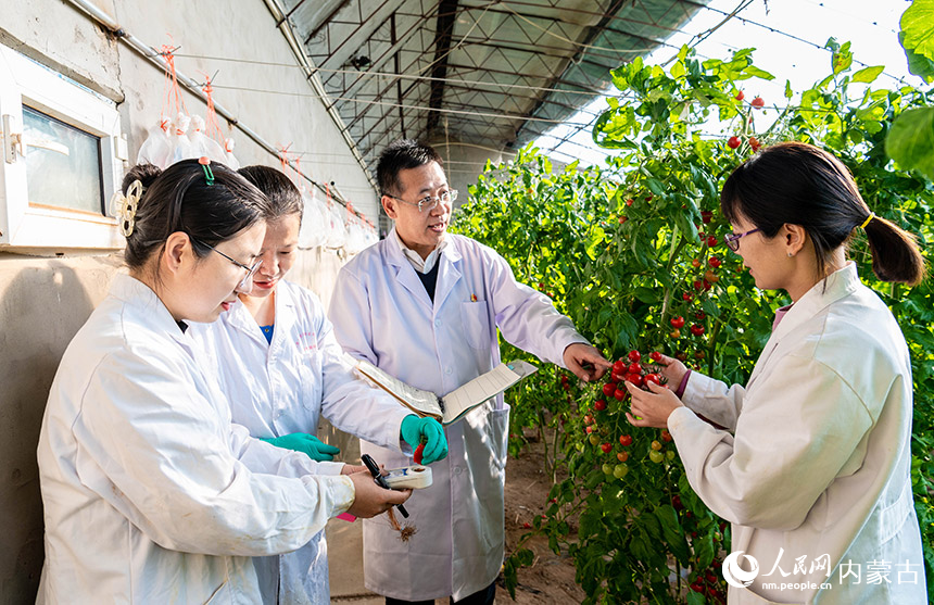 2月15日，在内蒙古农牧业科学院蔬菜花卉研究所（玉泉区专家人才工作站）的育种试验基地，农业专家在对番茄果实进行品质评价。丁根厚摄