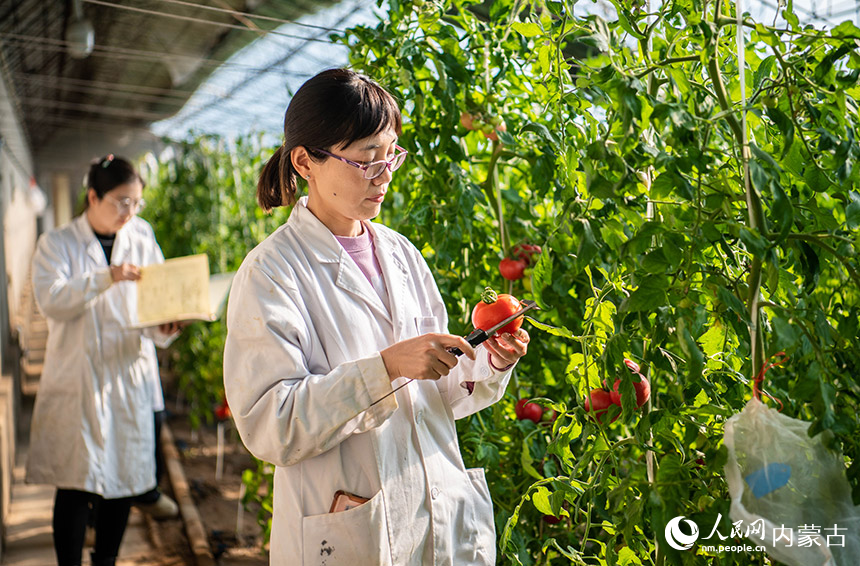 2月15日，在内蒙古农牧业科学院蔬菜花卉研究所（玉泉区专家人才工作站）的育种试验基地，农业专家在测量果实横径纵径。丁根厚摄