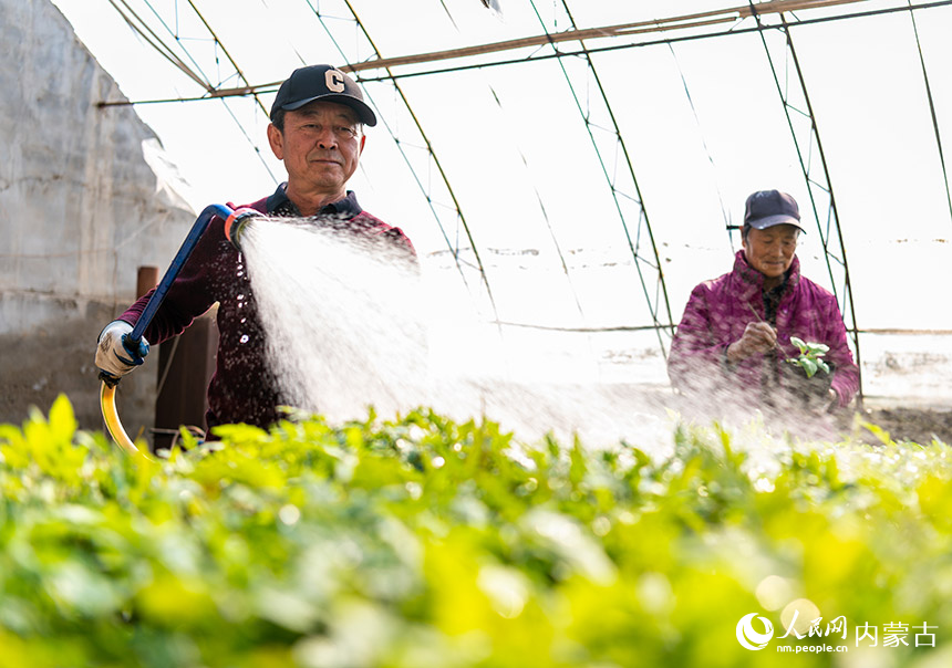 2月15日，在内蒙古农牧业科学院蔬菜花卉研究所（玉泉区专家人才工作站）的育种试验基地，工人在为番茄种苗浇水。丁根厚摄