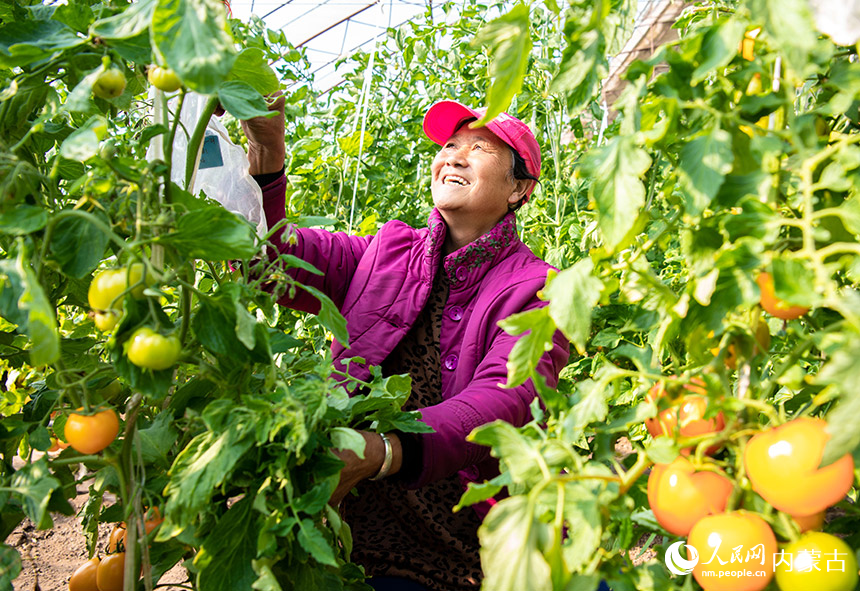 2月15日，在内蒙古农牧业科学院蔬菜花卉研究所（玉泉区专家人才工作站）的育种试验基地，工人在管护番茄。丁根厚摄