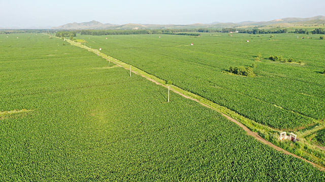 突泉县高标准金玉米种植基地。李海波摄