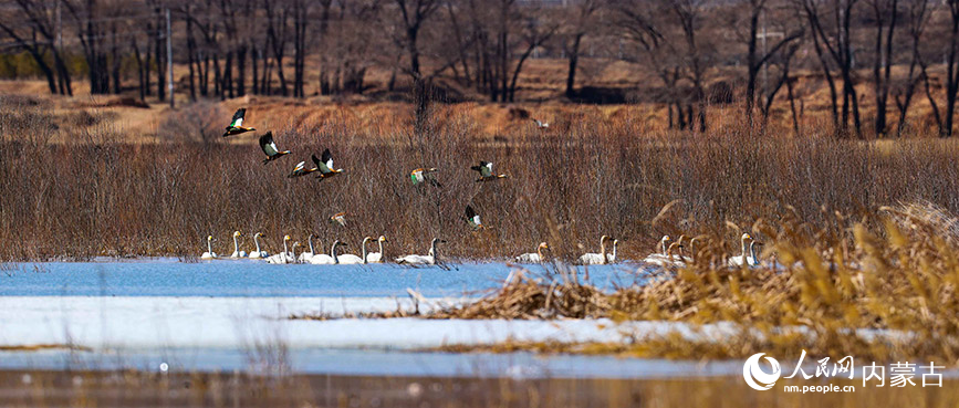 在呼和浩特市清水河县浑河湿地公园，成群结对的候鸟结伴飞翔、嬉戏觅食。潘彦成摄
