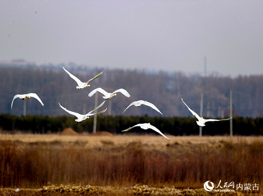 在呼和浩特市清水河县浑河湿地公园，成群结对的候鸟结伴飞翔、嬉戏觅食。潘彦成摄