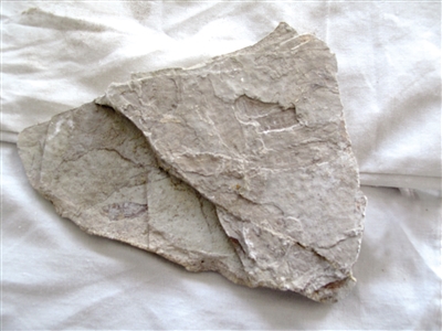 奈曼旗蜉蝣生物化石遗址出土的化石。