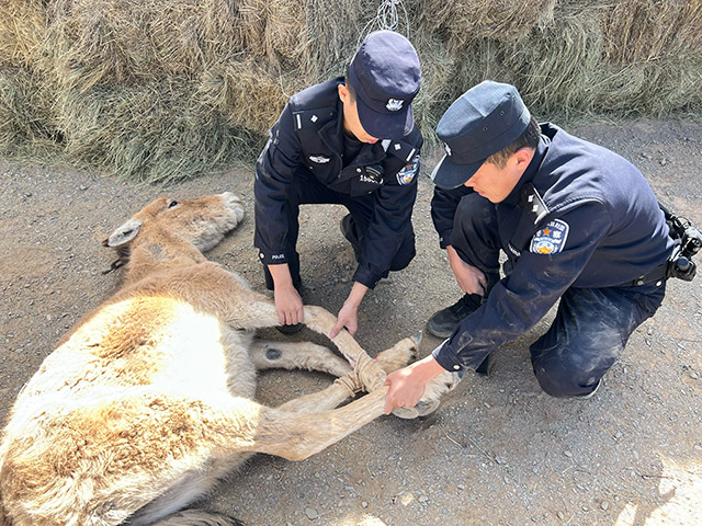 民警救助蒙古野驴。
