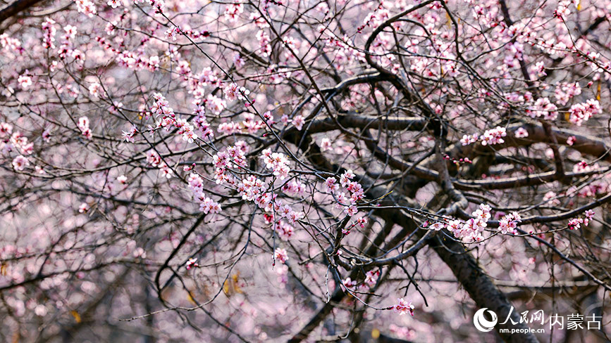 清明節前，呼和浩特市公主府公園的桃花初綻，春色明媚。樂炎攝