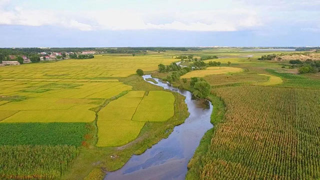 科左后旗水稻種植面積32萬畝，高棚育秧、旱育稀植、配方施肥、間歇灌溉、綠色標准化種植等先進技術得到全面推廣