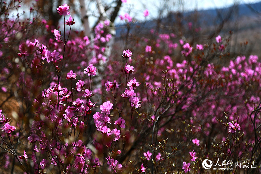 盛开的杜鹃花。于雪梅摄