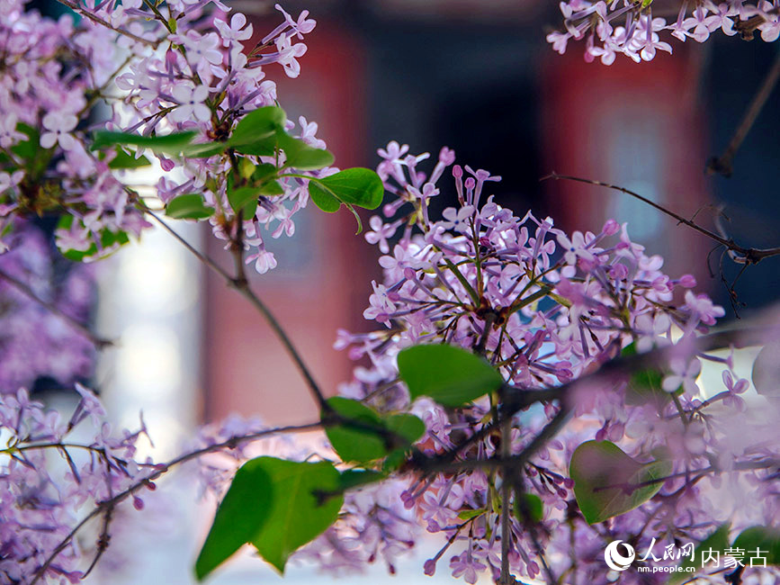 内蒙古呼和浩特市丁香花盛开。孙嘉宇摄