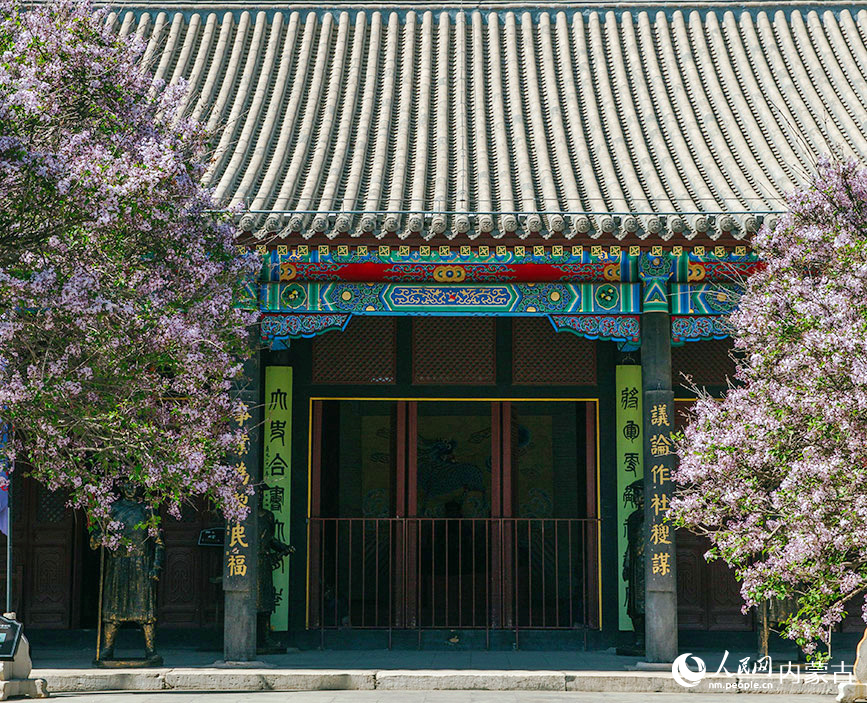 内蒙古将军衙署博物院的丁香花盛开，景色如画。孙嘉宇摄