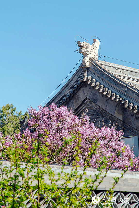 内蒙古将军衙署博物院的丁香花盛开，景色如画。孙嘉宇摄