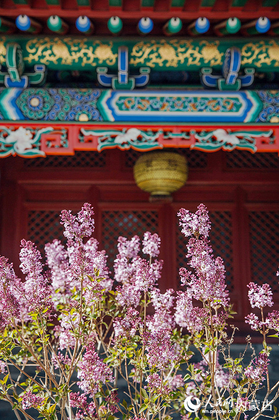 内蒙古将军衙署博物院的丁香花盛开，景色如画。孙嘉宇摄